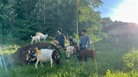 itik_site|Itik production and management, part 1: Benefits of integrated rice .